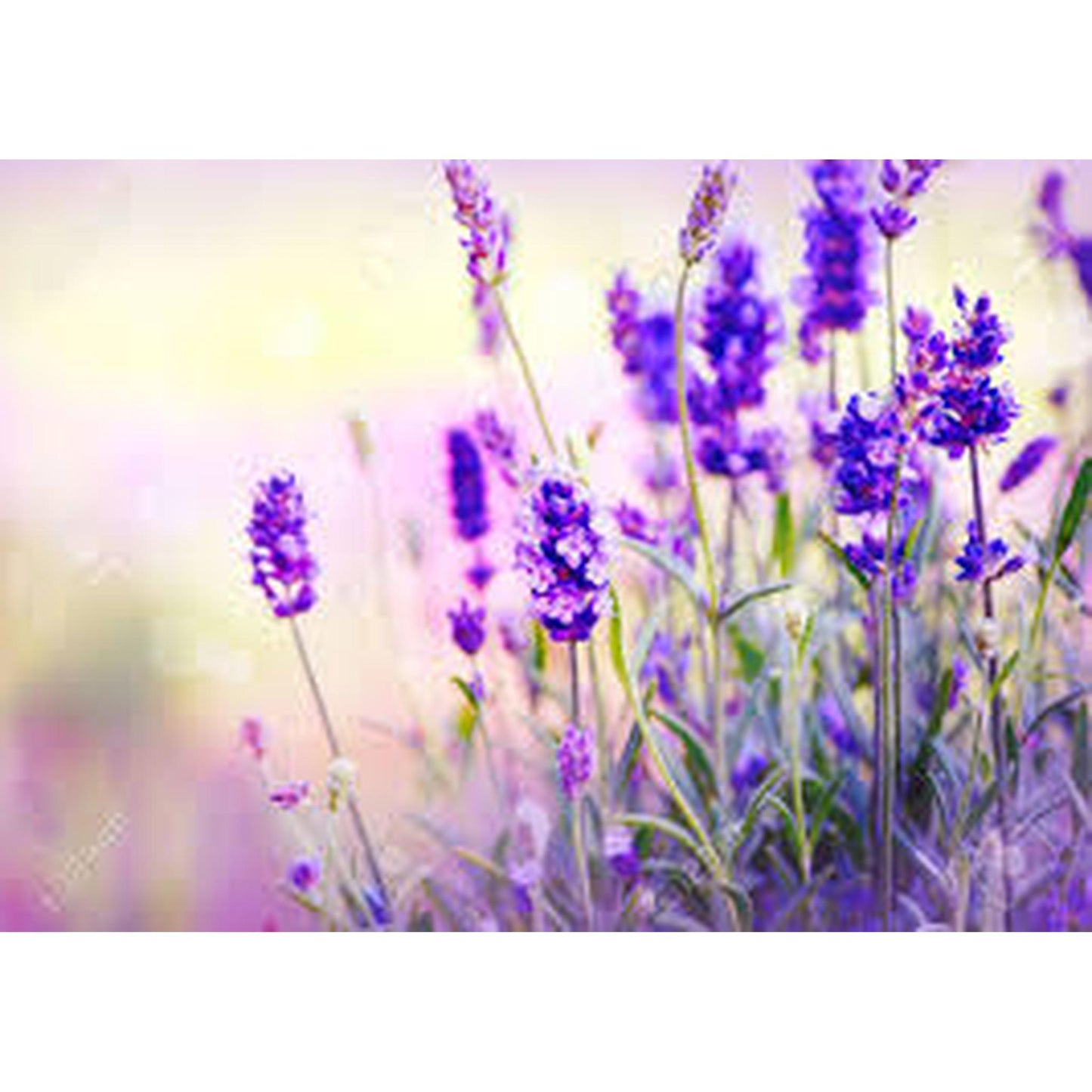 Lavender Essential Oil
