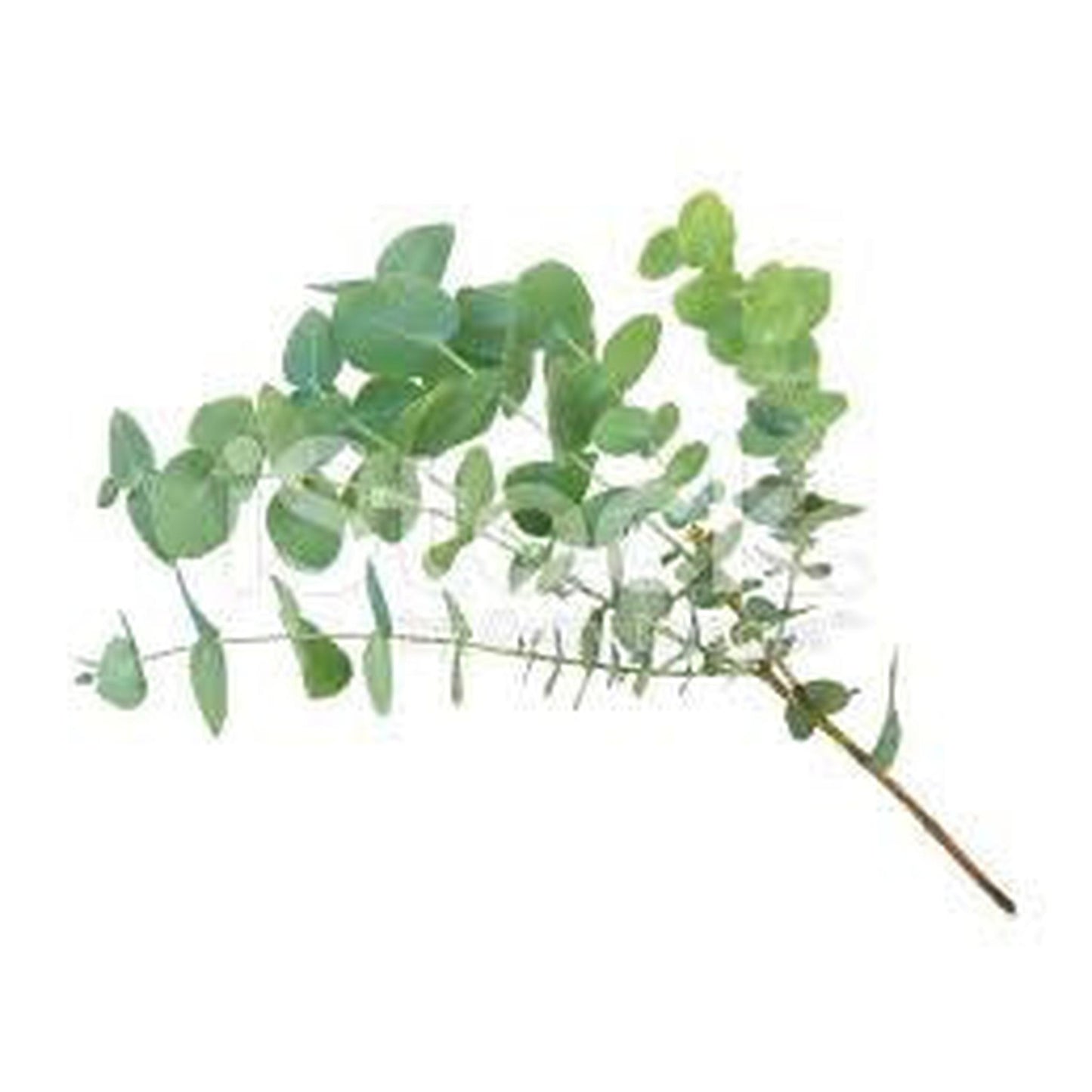 Eucalyptus Essential Oil , Essential Oils - Naked Soap, Naked Soap 
