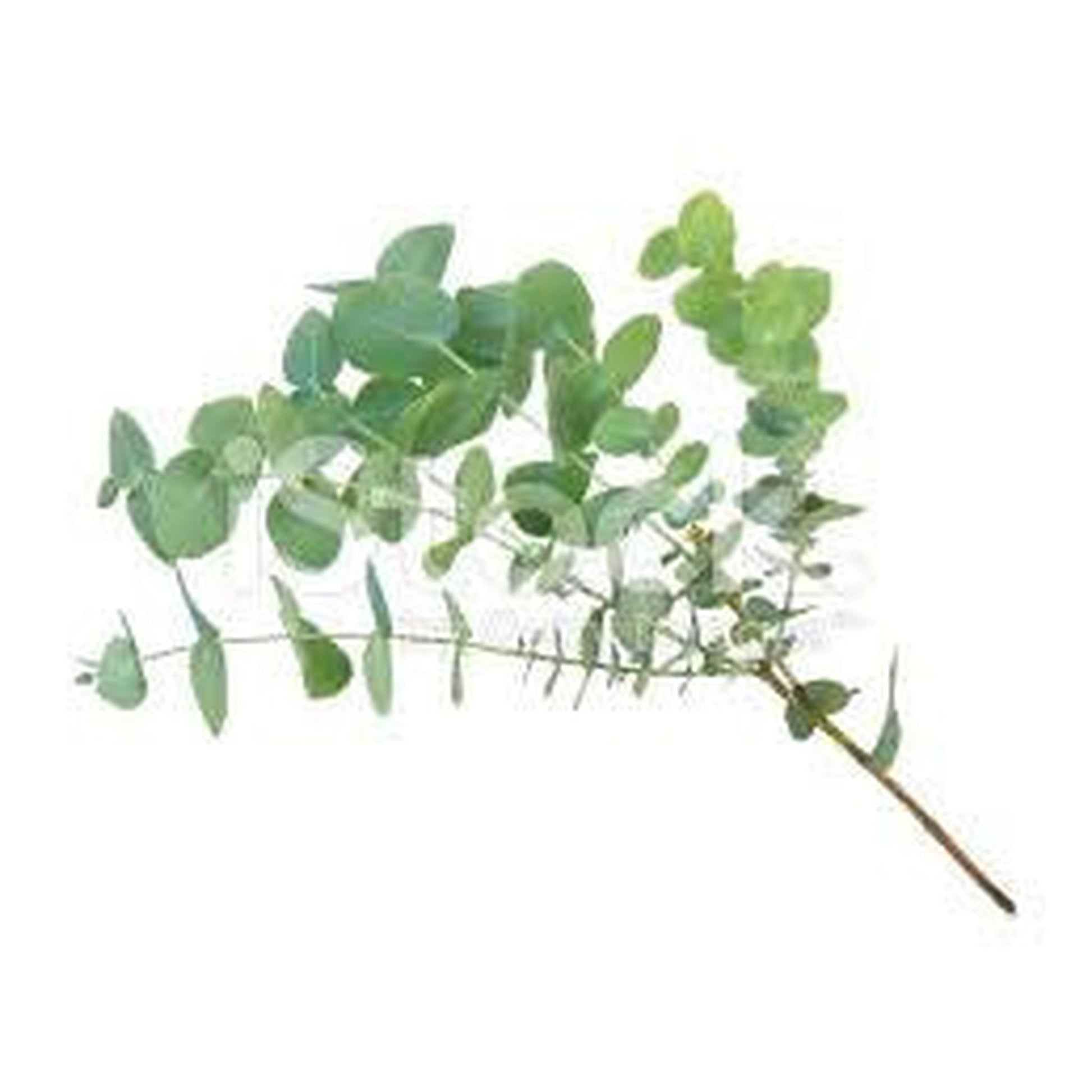 Eucalyptus Essential Oil , Essential Oils - Naked Soap, Naked Soap 
