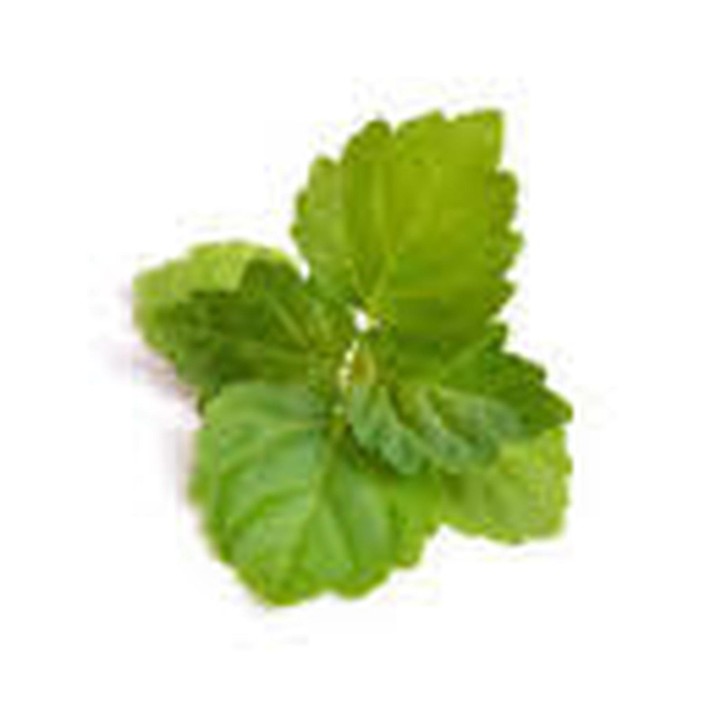 Patchouli Essential Oil , Essential Oils - Naked Soap, Naked Soap 
 - 1